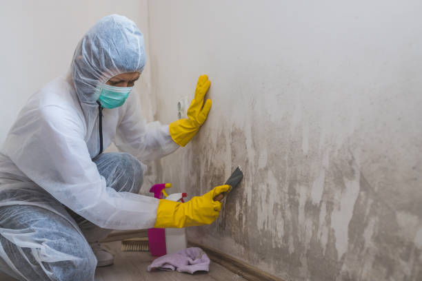 Mold Removal and Inspection in Indian Wells, CA