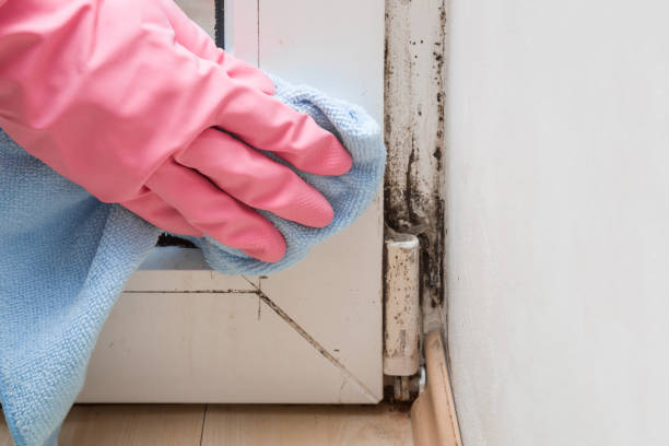 Attic Mold Removal in Indian Wells, CA